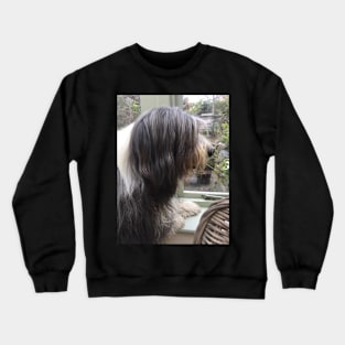 Bearded Collie - Did Somebody Say Walkies to this Beautiful Beardie?! Crewneck Sweatshirt